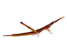 Warramaba whitei