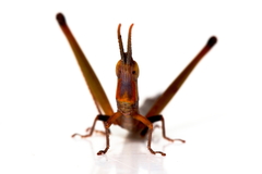 Warramaba whitei