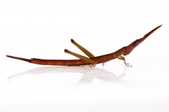 Warramaba grandis