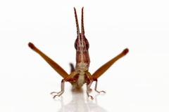 Warramaba grandis