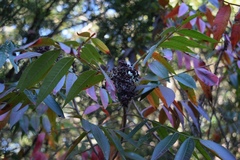 Rhus lanceolata