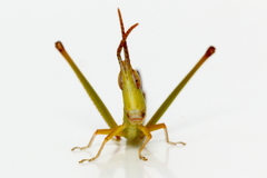 Warramaba grandis