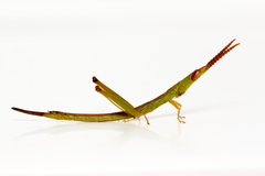Warramaba grandis