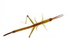 Warramaba grandis