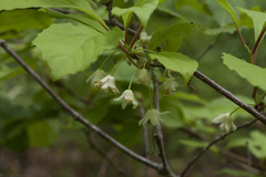 Schisandra chinensis