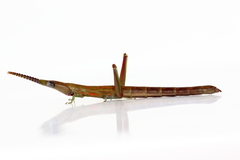 Warramaba grandis
