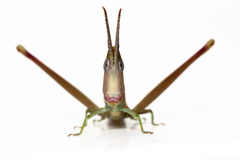 Warramaba grandis