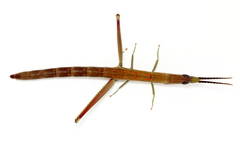Warramaba grandis