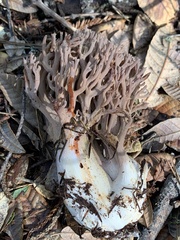 Ramaria violaceibrunnea