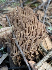 Ramaria violaceibrunnea