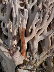 Ramaria violaceibrunnea