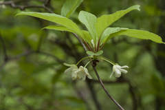 Schisandra chinensis