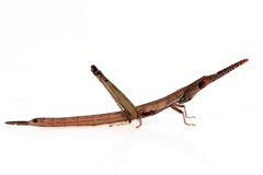 Warramaba whitei