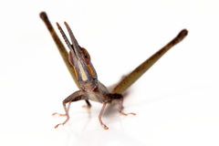 Warramaba whitei
