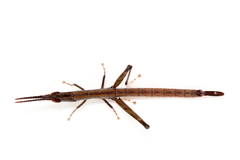 Warramaba whitei