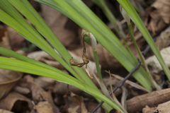 Iris uniflora