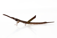 Warramaba grandis