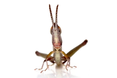 Warramaba grandis