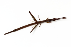Warramaba grandis