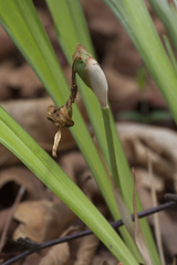 Iris uniflora