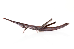 Warramaba whitei