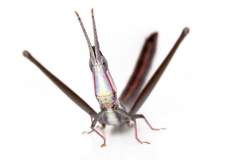 Warramaba whitei