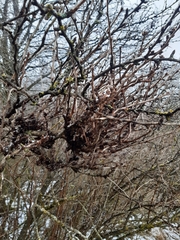 Puccinia brachypodii arrhenatheri