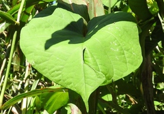 Ipomoea muricata