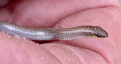 Aprasia repens
