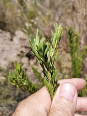 Polygala myrtifolia