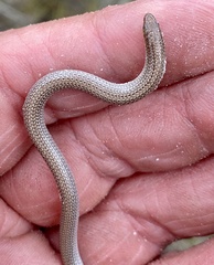 Aprasia repens