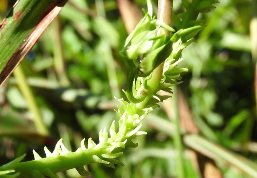 Image of Ipomoea muricata by (c) Francisco Farriols Sarabia, some rights reserved (CC BY)