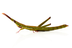 Warramaba whitei