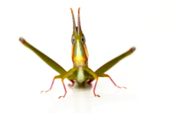 Warramaba whitei