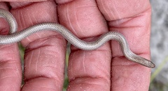 Aprasia repens