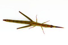 Warramaba whitei