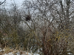 Puccinia brachypodii arrhenatheri