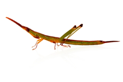 Warramaba whitei