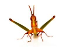Warramaba whitei