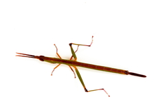 Warramaba whitei