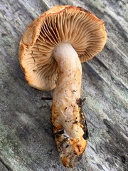 Cortinarius rubicundulus