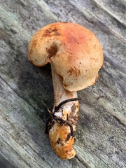 Cortinarius rubicundulus
