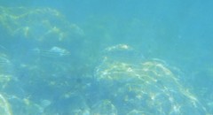 Helotes octolineatus