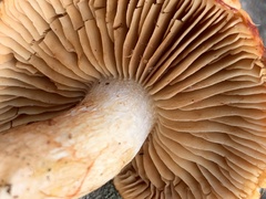 Cortinarius rubicundulus
