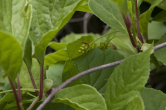 Schisandra chinensis