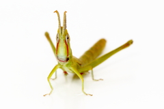 Warramaba grandis