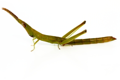 Warramaba grandis