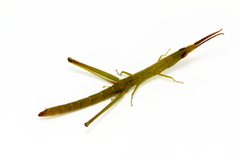 Warramaba grandis
