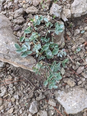 Hedysarum candidum