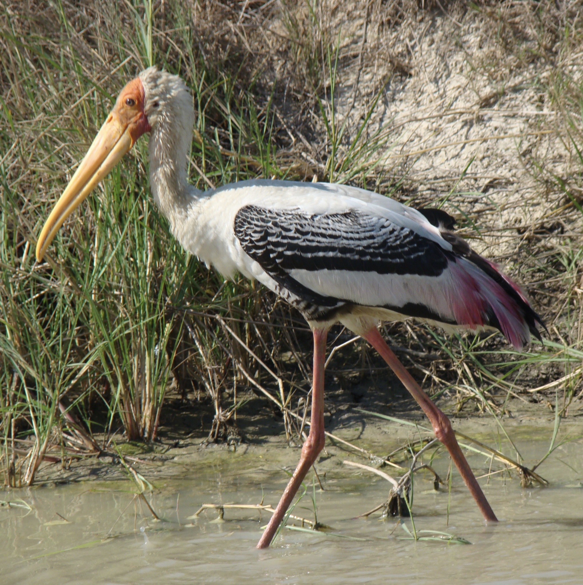 Painted Stork